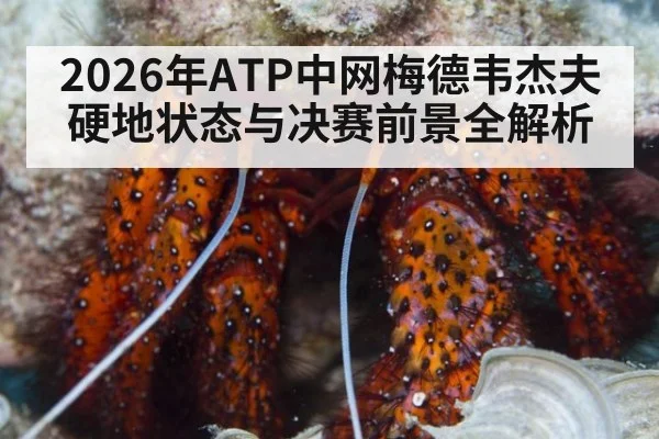 2026年ATP中网梅德韦杰夫硬地状态与决赛前景全解析